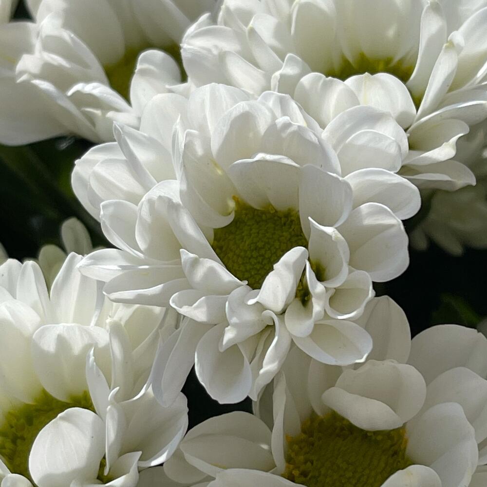 Букет из белой хризантемы 